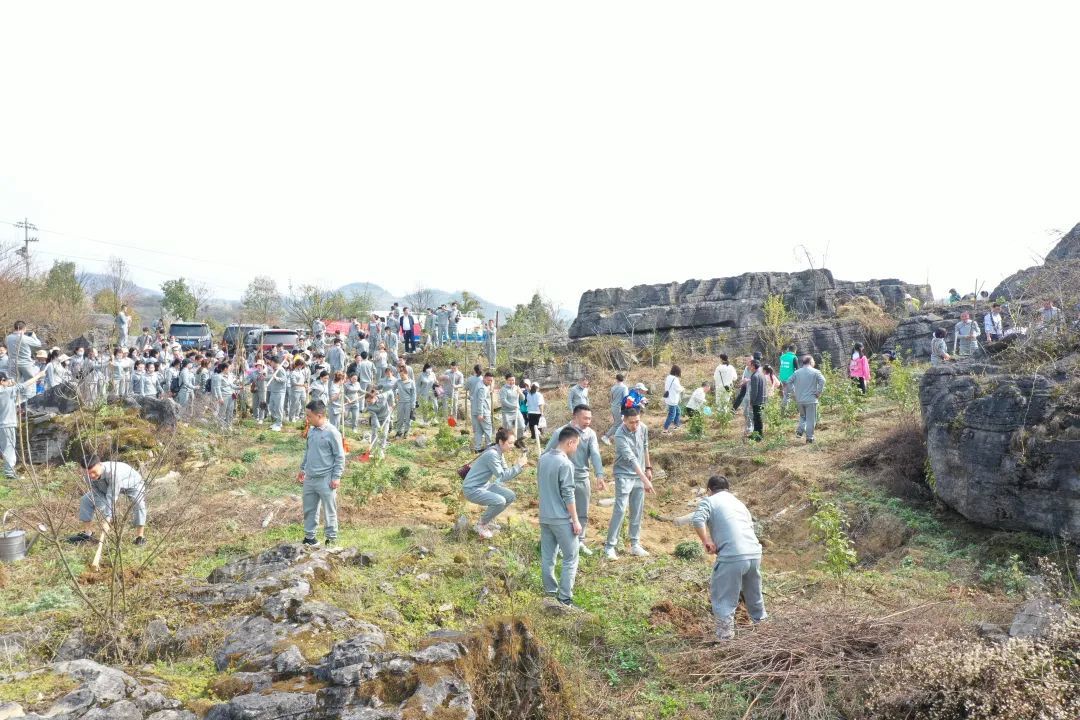植樹(shù)添新綠，帶着“誠意”種下希望